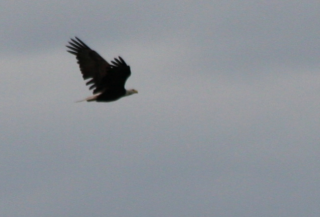 IMG_3130 copy
