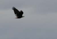 IMG_3130 copy