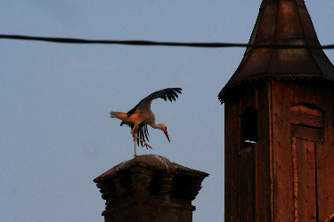 IMG_2867